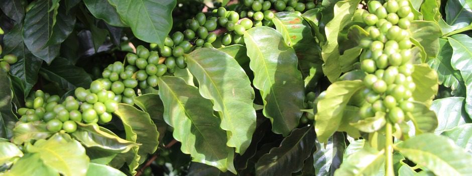 Minas Gerais: O Coração da Cafeicultura Brasileira