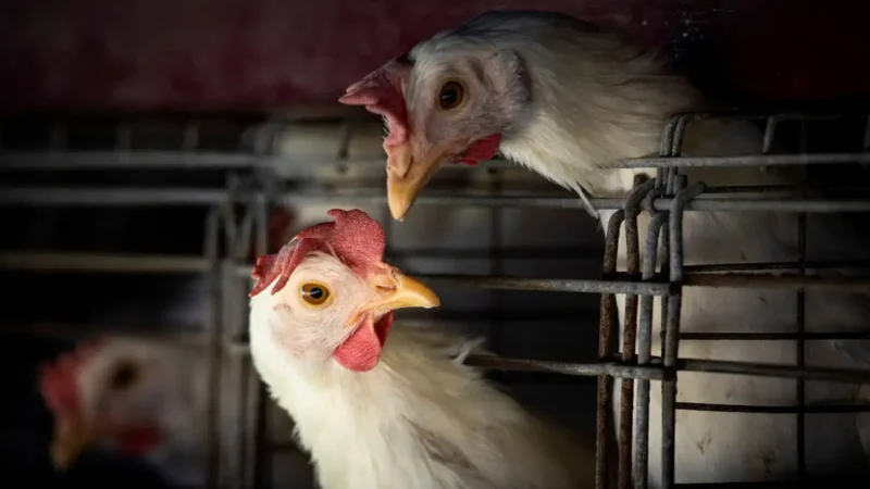 Plenário pode votar projetos sobre indenização a fiscais agropecuários, criação de fundo para defesa sanitária e regras para milhas aéreas