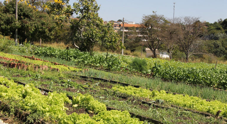 Zoológico de BH cultiva alimentos para garantir qualidade e sustentabilidade na nutrição dos animais