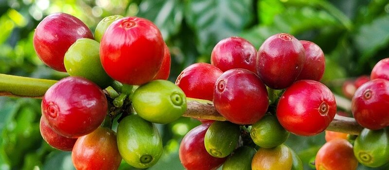 Exportações do agro mineiro alcançam recorde de US$ 18,1 bilhões