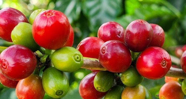 Exportações do agro mineiro alcançam recorde de US$ 18,1 bilhões