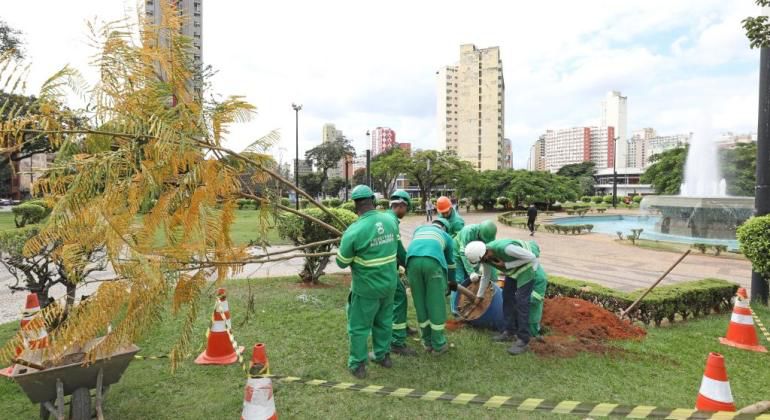 Prefeitura de BH Finaliza Plantio de Flamboyants na Praça Raul Soares