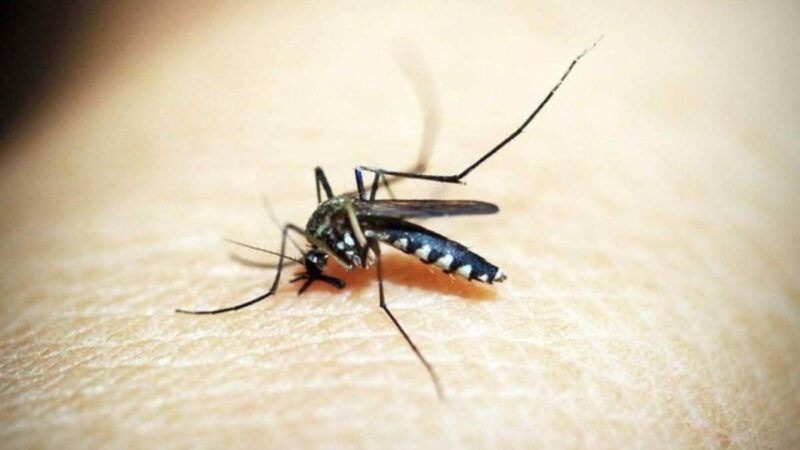 Belo Horizonte: Maio Registra Primeiro Mês do Ano sem Óbitos por Dengue