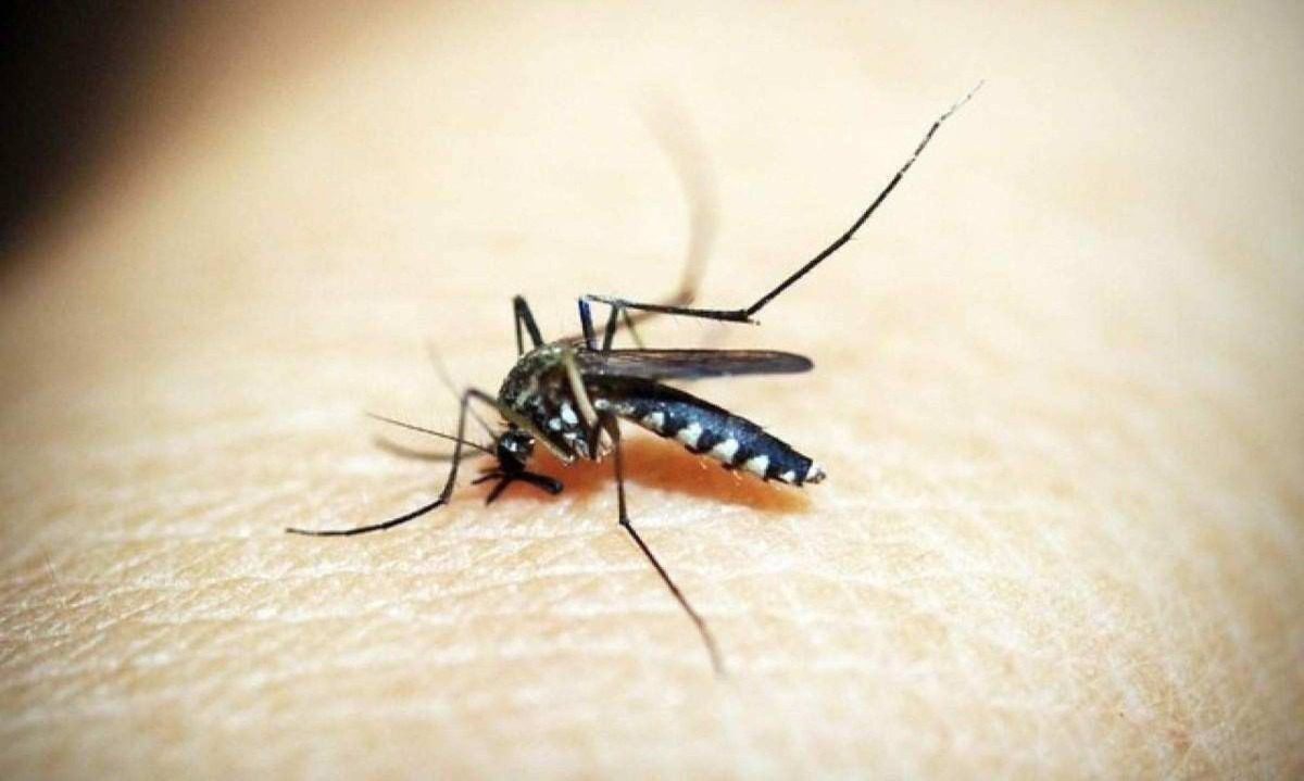 Belo Horizonte: Maio Registra Primeiro Mês do Ano sem Óbitos por Dengue