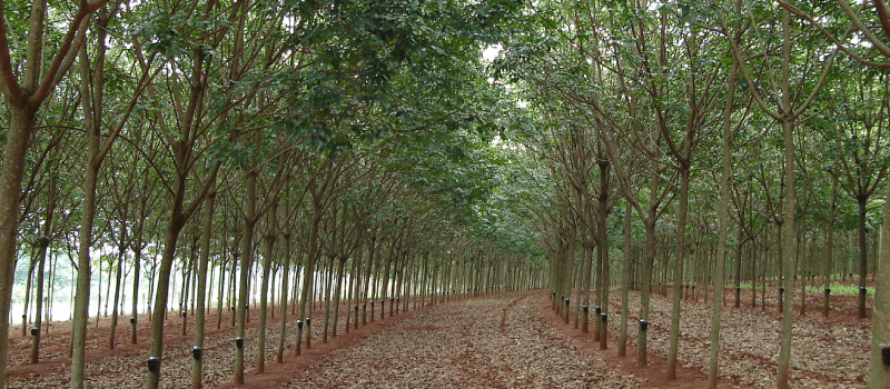 Epamig Realiza Treinamento para Profissionais em Exploração de Seringueira