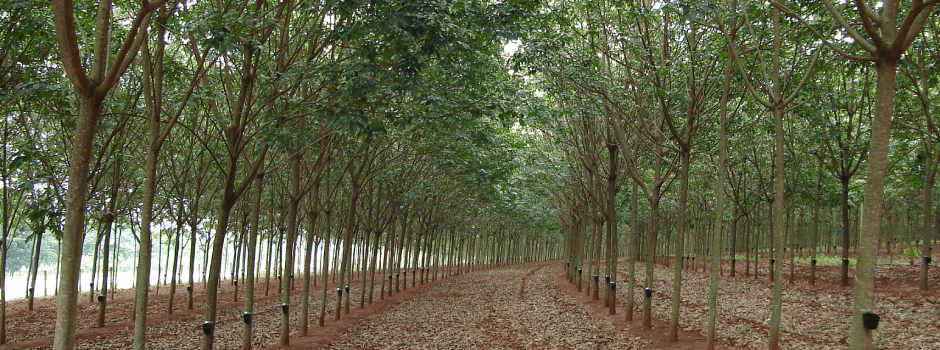 Epamig Realiza Treinamento para Profissionais em Exploração de Seringueira