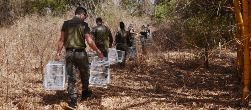 Operação contra tráfico de animais no Norte de Minas apreende 220 aves e gera R$ 1 milhão em multas