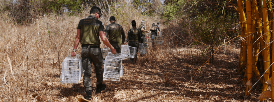 Operação contra tráfico de animais no Norte de Minas apreende 220 aves e gera R$ 1 milhão em multas