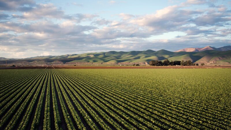 Fundação de Amparo à Pesquisa Anuncia Chamada com R$ 20 Mi para Projetos no Setor Agropecuário