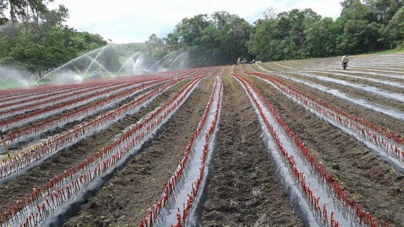 Minas Gerais Brilha na Produção de Vinhos Finos com Técnica de Dupla Poda