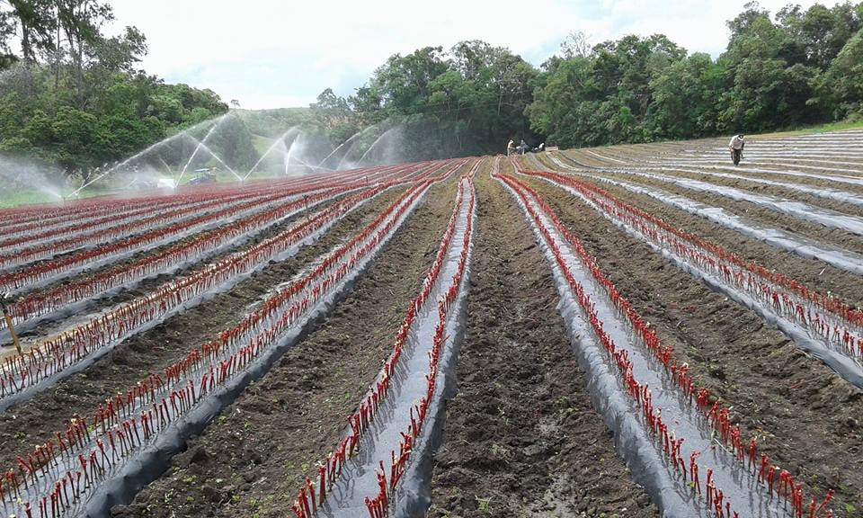 Minas Gerais Brilha na Produção de Vinhos Finos com Técnica de Dupla Poda