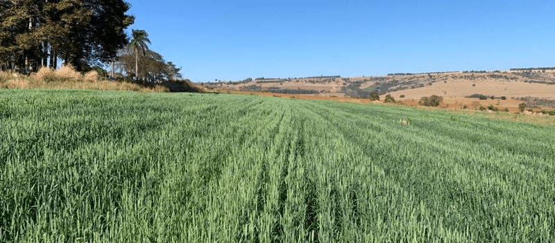 Agronomia e Zootecnia Lideram Submissões em Edital de Inovação em Minas