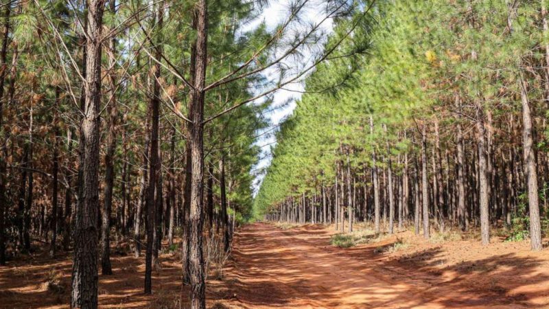 A distribuição de lápis no Brasil pode ser comprometida após incêndio em fábrica