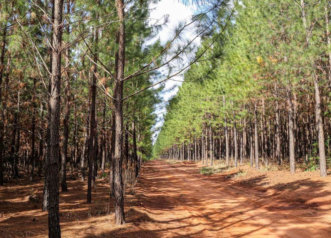 A distribuição de lápis no Brasil pode ser comprometida após incêndio em fábrica