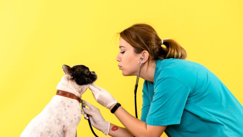 Minas Gerais amplia os serviços de saúde para pets com o Programa Estadual de Saúde Básica Animal