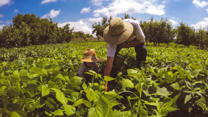 Com o apoio do Governo de Minas, a renda da agricultura familiar cresce nas negociações para merenda escolar