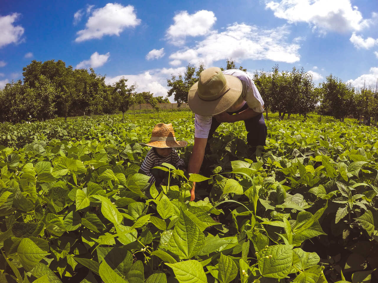 Com o apoio do Governo de Minas, a renda da agricultura familiar cresce nas negociações para merenda escolar