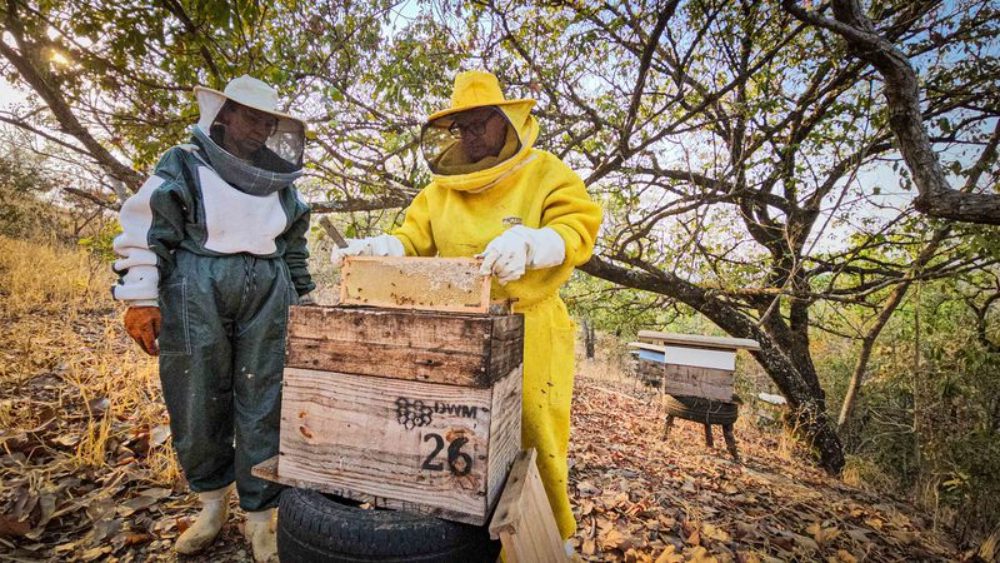 Governo de Minas entrega kits de apicultura, impulsionando a produção de mel no estado