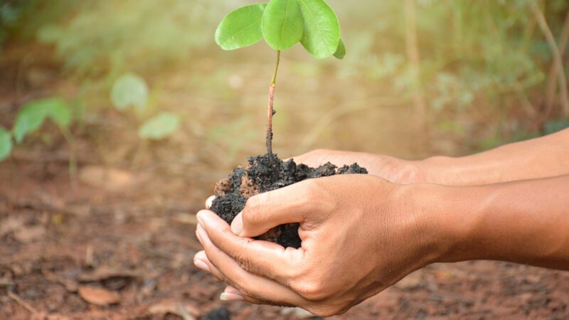 Concurso do Parque Estadual do Ibitipoca visa incentivar a produção de mudas em instituições de ensino