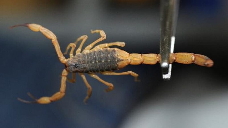 Aumento no calor e chuvas favorece ocorrências com animais peçonhentos