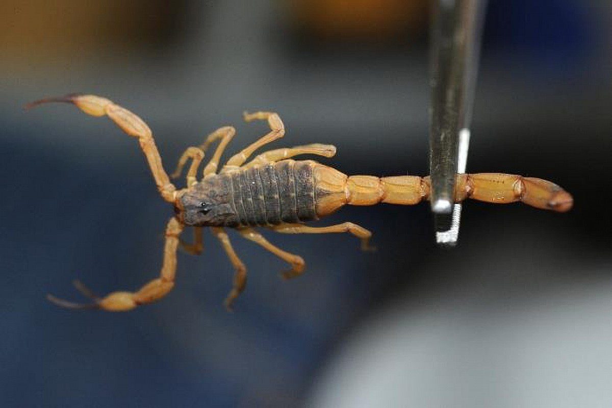 Aumento no calor e chuvas favorece ocorrências com animais peçonhentos