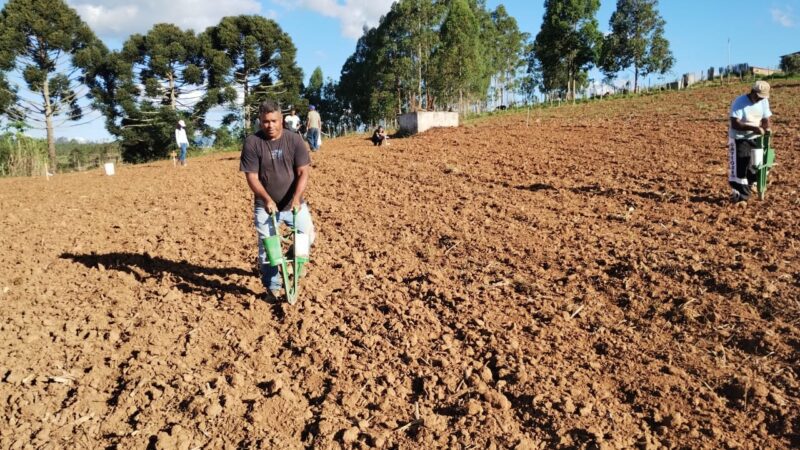 Objetivo da implantação de unidades demonstrativas é expandir o cultivo de arroz em regiões de sequeiro na Zona da Mata em MG