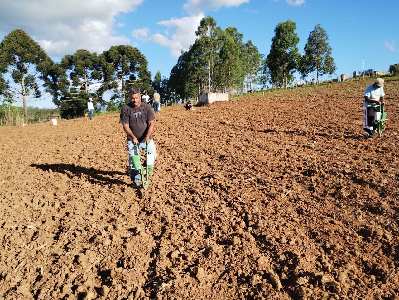 Objetivo da implantação de unidades demonstrativas é expandir o cultivo de arroz em regiões de sequeiro na Zona da Mata em MG