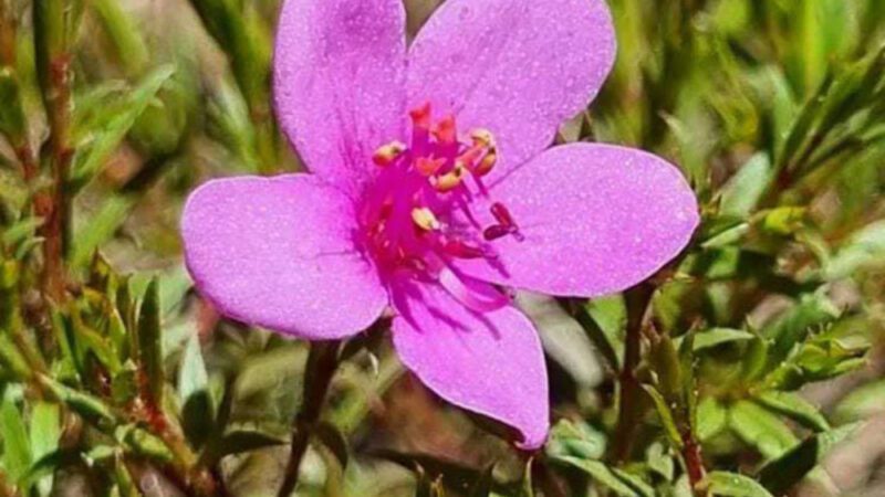 Parque Estadual da Serra do Rola-Moça em MG revela nova espécie da flora brasileira