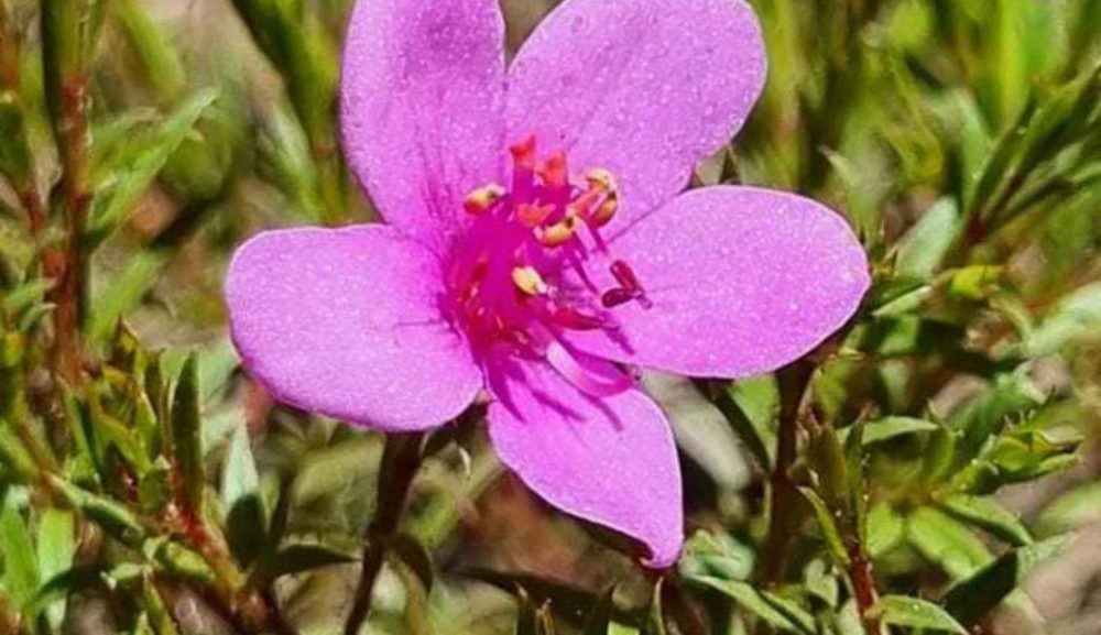 Parque Estadual da Serra do Rola-Moça em MG revela nova espécie da flora brasileira