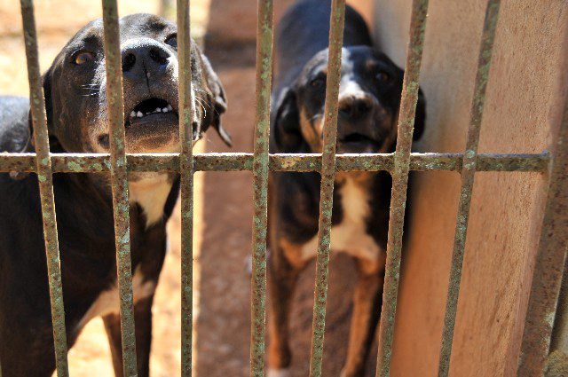 Focinheiras em pit bulls e outras raças passam a ser obrigatórias