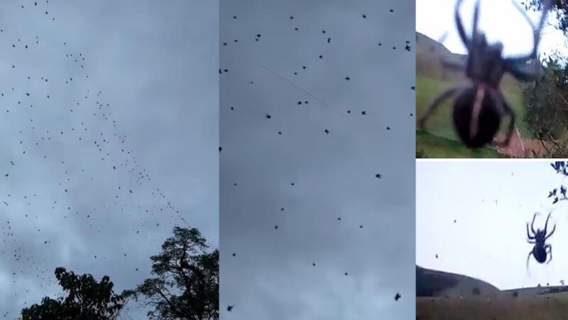 Chuva de Aranhas Surpreende Moradores em São Thomé das Letras