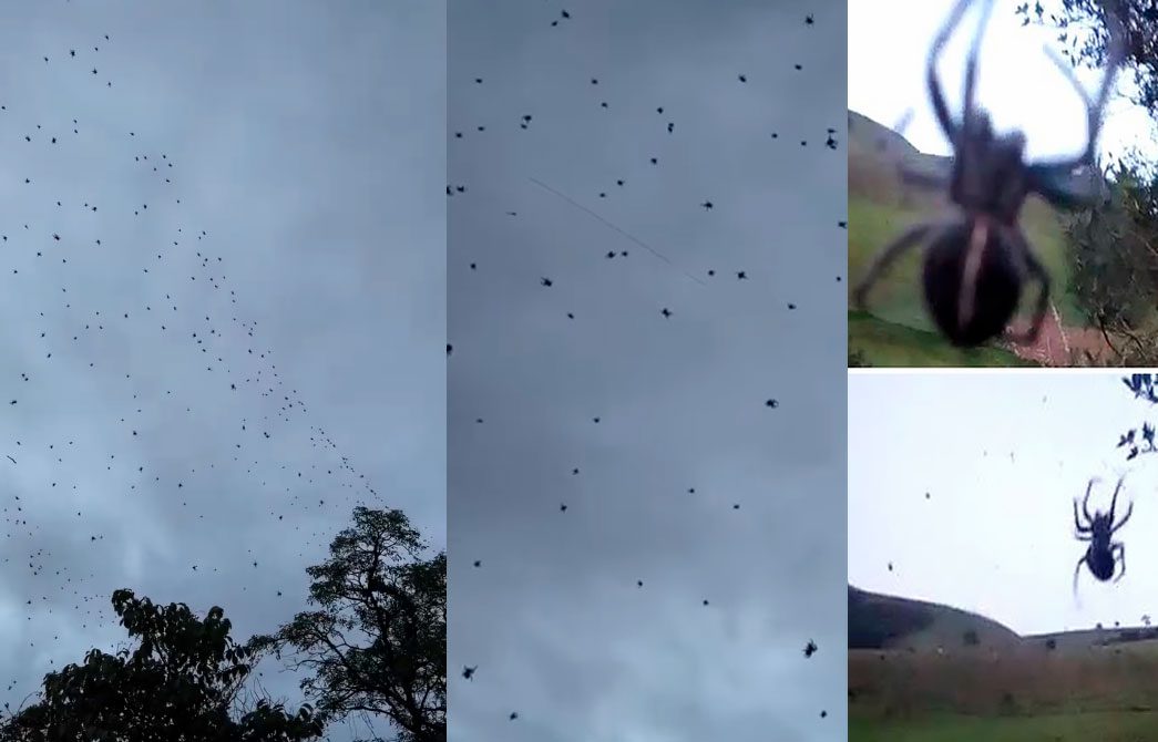 Chuva de Aranhas Surpreende Moradores em São Thomé das Letras