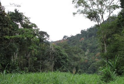 Minas Gerais supera 2 milhões de mudas plantadas no Tratado da Mata Atlântica